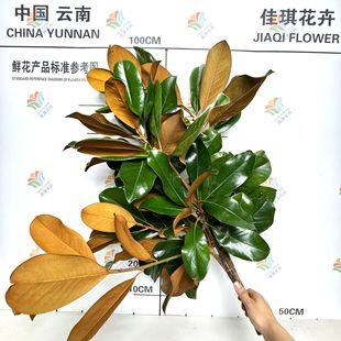 Magnolia Leaf Flowers, Cut Branches, Wedding Event Layout, Leaf Material, Fresh Cut Flowers, Brown High-End Photography Props