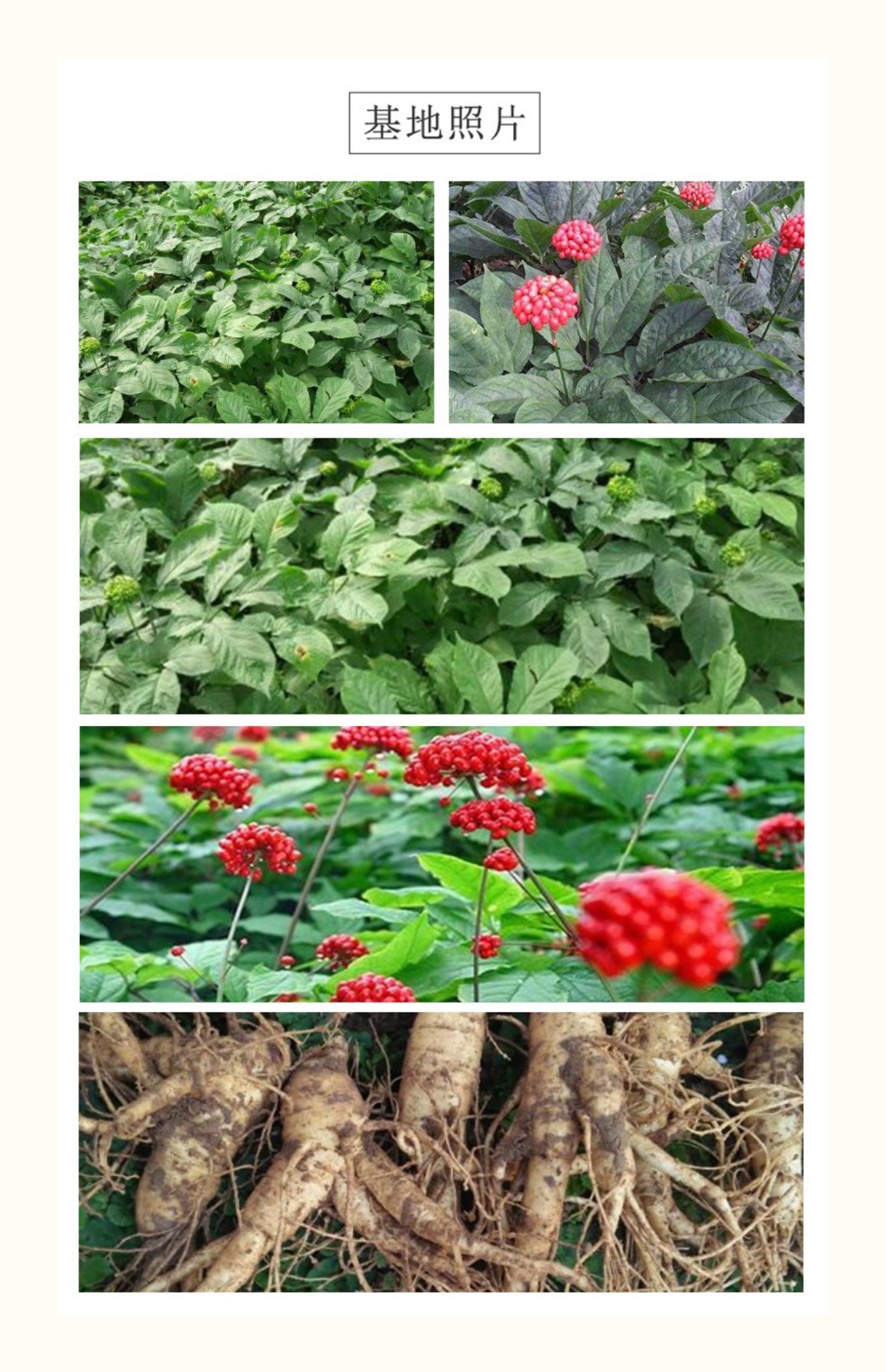 American Ginseng Slices Xi Yang Shen 10g Dried Root Tea and Culinary Use quality and texture