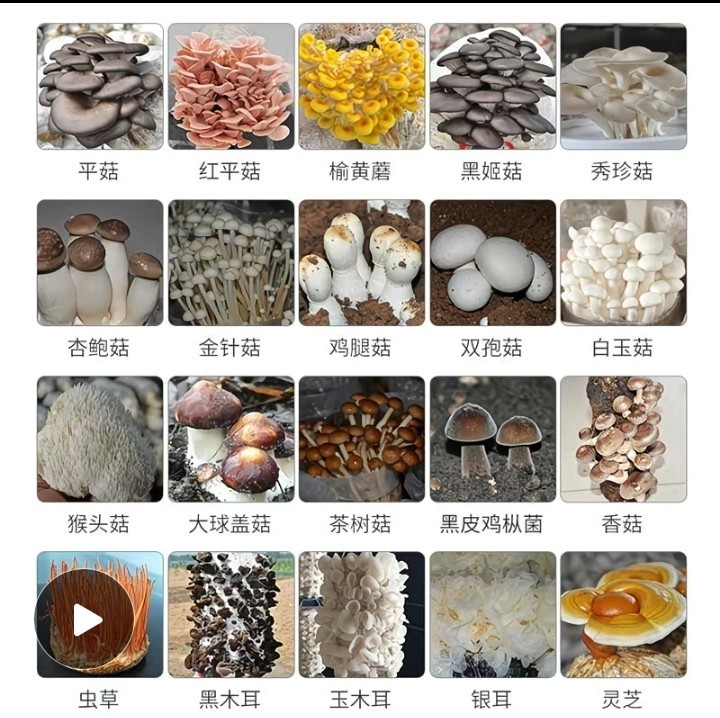 菌菇大全竹荪猴头菇野生红菇羊肚菌木耳黑松露鸡油菌牛肝菌草菇