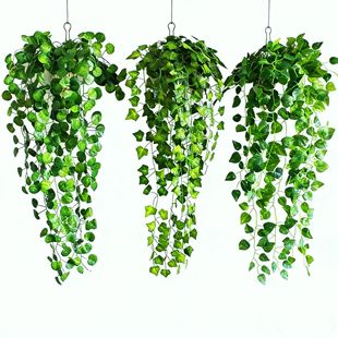 ���泣���ٗl�ڒ�پGֲ�������~��ɽ���ְ��������ϼٻ��G�}���m