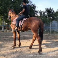 �T���R���a��Ѫ�R��Ѫ�R�x�ɹ��R�����T���Rƥɽ�|�B�R��������