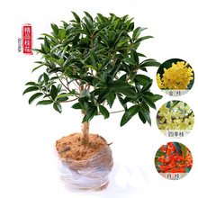 �𻨘����ļ������Դ�䵤����ͥԺ�����ͻ���ֲ���҃ȾGֲ�_��