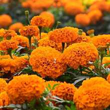 lf۾շN̨҃׻⾰^ܳܽؾջN