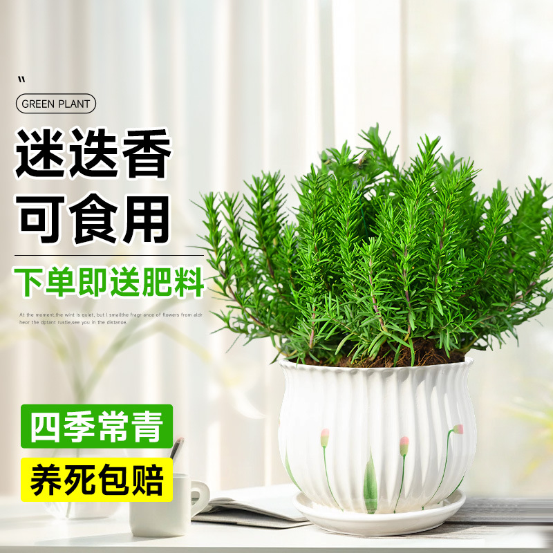 精選食品級迷迭香【荷葉花瓣瓷盆】