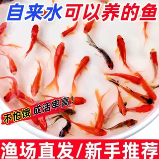 草金鱼冷水观赏鱼金鱼淡水鱼耐活招财活鱼好养批发活的小鱼摆摊鱼