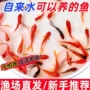 金鱼冷水观赏鱼
