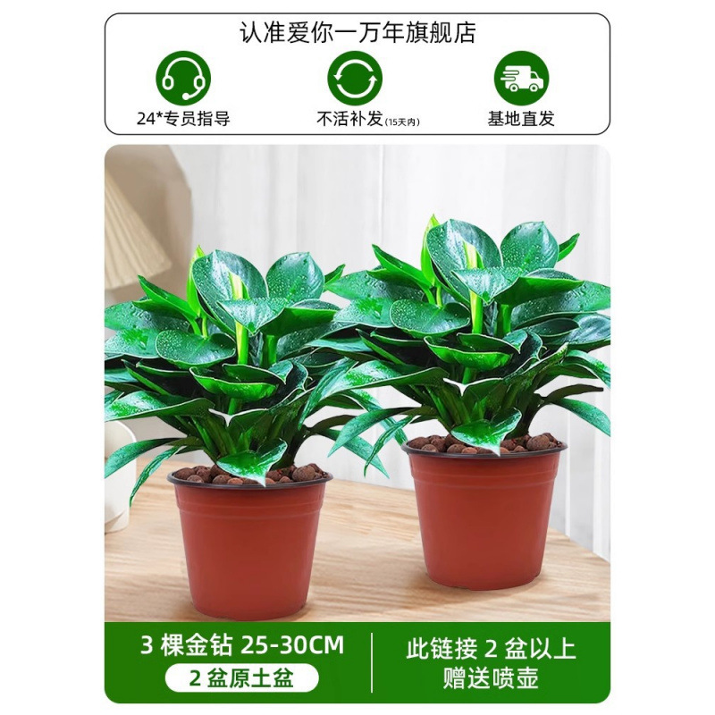 [화분 2개 특별 제공] 골드 다이아몬드 3개 25-30CM 오리지널 흙 화분 + 영양액 + 무료 물뿌리개 1개