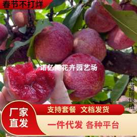 一件代发蜂糖李子树苗清脆空心红嫁接蜂蜜李子苗脱骨蜜糖李树苗