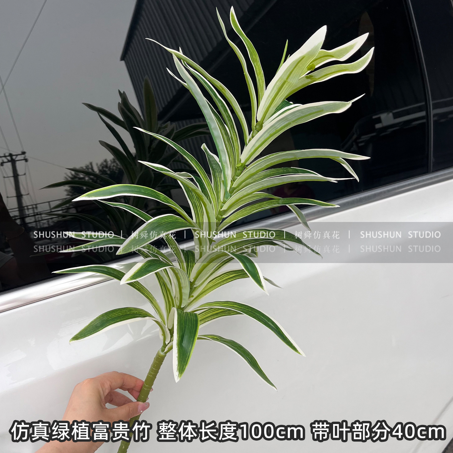 Bambú lirio único-borde blanco verde (grande)