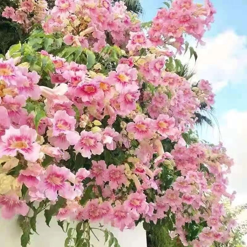 凌霄花爬藤植物大苗粉色橙色凌霄花树苗盆栽庭院四季开花炮仗花
