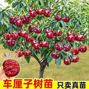 ܇���Ә������Ҙ��m�Ϸ������Nֲ�������Դ������ͥԺ����