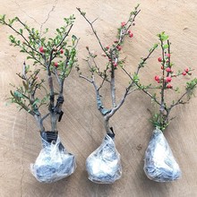 ���Ļ����Ԙ����Ϙ��辰ͥԺ���B�ļ��ֲ̨���҃Ȼ��ܾGֲ