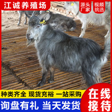 努比亚黑山羊活体种羊 出售绵羊 白山羊价格羊羔批发青山羊养殖