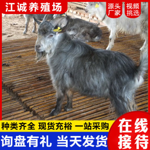 Ŭ�ȁ���ɽ����w�N�� ���۾d�� ��ɽ��r��������l��ɽ���Bֳ