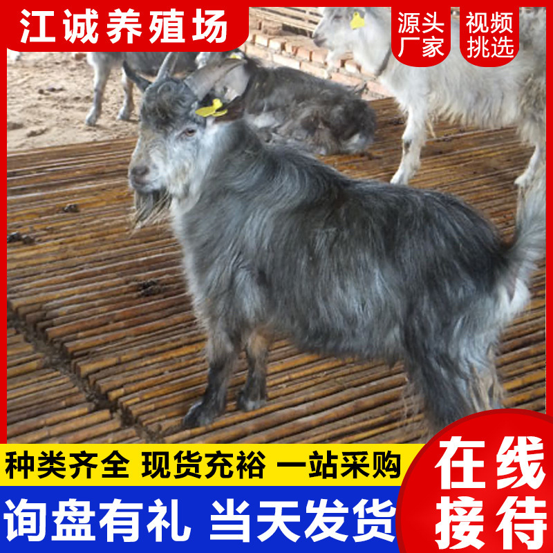 努比亚黑山羊活体种羊 出售绵羊 白山羊价格羊羔批发青山羊养殖