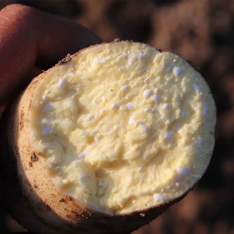 8567dd0b-2c6a-48af-af09-722db3920460.jpe