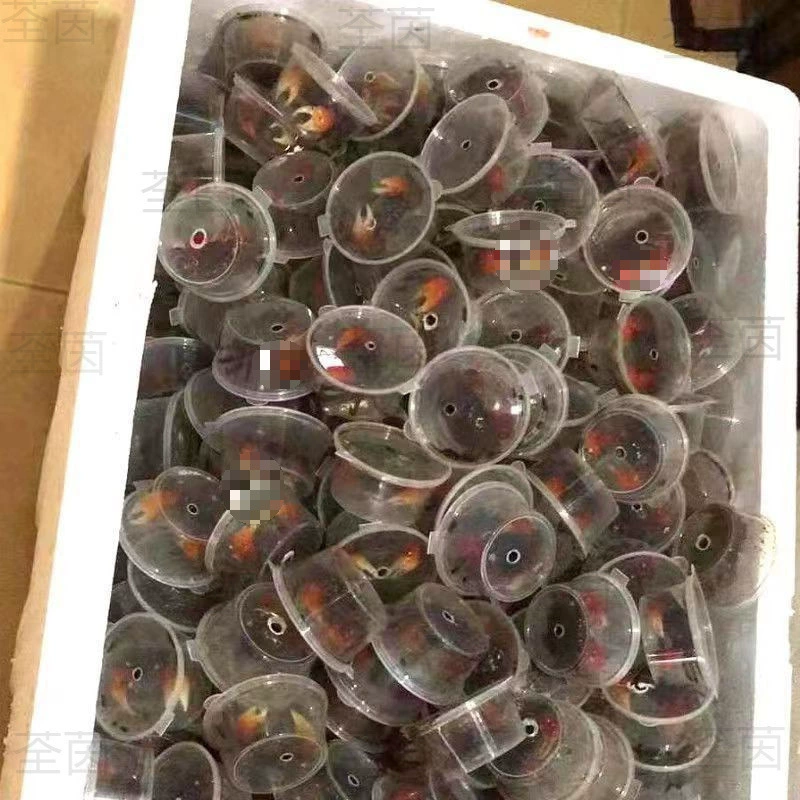 Уличный краб, краб-генерал, краб с перцем чили, оптовый декоративный краб, краснокогий краб, свежий.