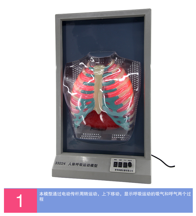 33224人体呼吸运动模型_05.jpg