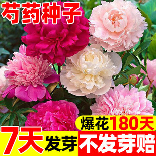 Peony Flower Seeds Mixed Color Double Large Flower Peony Four-Season Flower Cold-Resistant Autumn and Winter High-Yield Easy-To-Live Potted Indoor and Outdoor