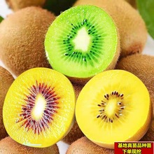 红心软枣猕猴桃树果苗弥猕猴桃苗嫁接南北方种植迷糊桃苗当年结果