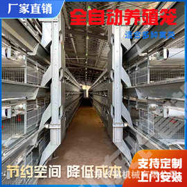 鸽子笼肉鸡H型自动蛋鸡笼层叠式鹌鹑笼肉鸡A型鸡笼多层养殖笼鸡笼