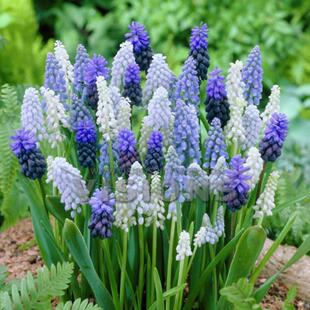 �����L���ӷN��� ���m�M�������^��ֲ�ﻨ�ܮ����_�������L����