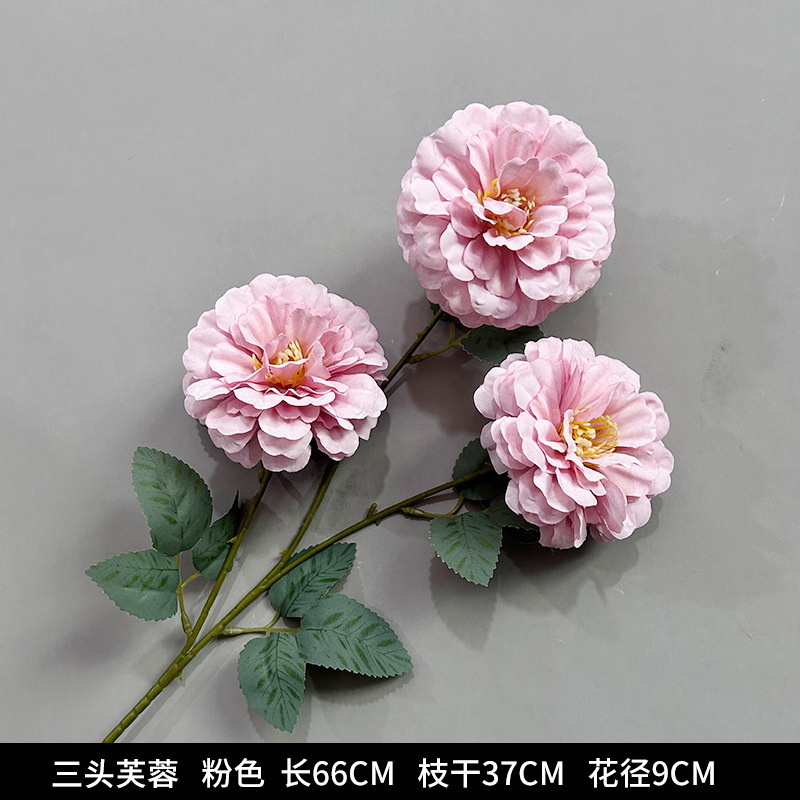 Three-headed hibiscus