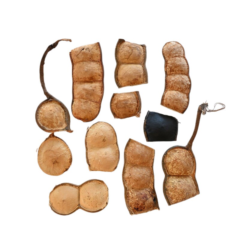 【Yunnan Keting Soybean Pods】Wawa Beans Old Wawa Beans Handmade DIY Keting Bean Pod Doll Material Fruit Shell Material
