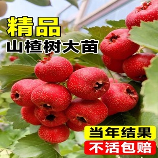 �����ɽ高��������ˮ������箔��Y���ϱ����ͺ��Nֲ����