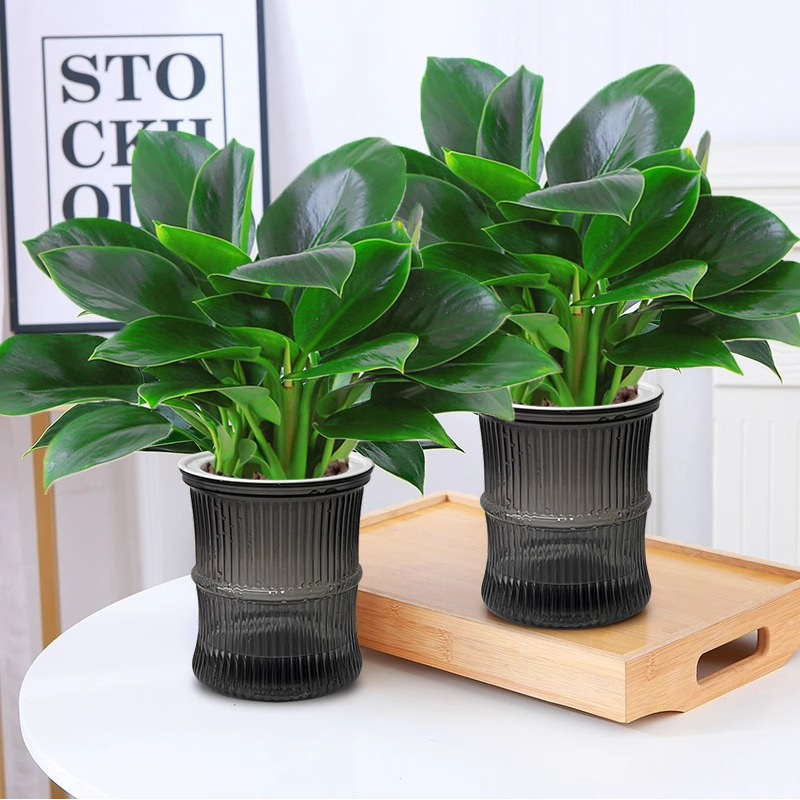 25-30cm 골드 다이아몬드 3개 + 대나무 흡수대 + 영양액 [대야 2개 특별 제공]