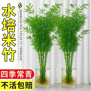 Hydroponic Bamboo Indoor Potted Plants Are Easy to Grow, Guanyin Bamboo, Fortune Bamboo, Nantian Bamboo, Living Room Bamboo, Flowers and Green Plants