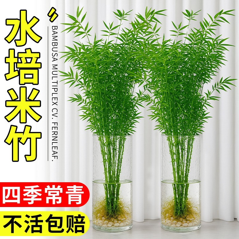 Hydroponic Bamboo Indoor Potted Plants Are Easy to Grow, Guanyin Bamboo, Fortune Bamboo, Nantian Bamboo, Living Room Bamboo, Flowers and Green Plants