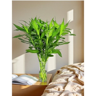 ���F��ˮ��ֲ���҃Ⱥ��B�� ��ؔ�Gֲˮ�B�^����lؔ�����