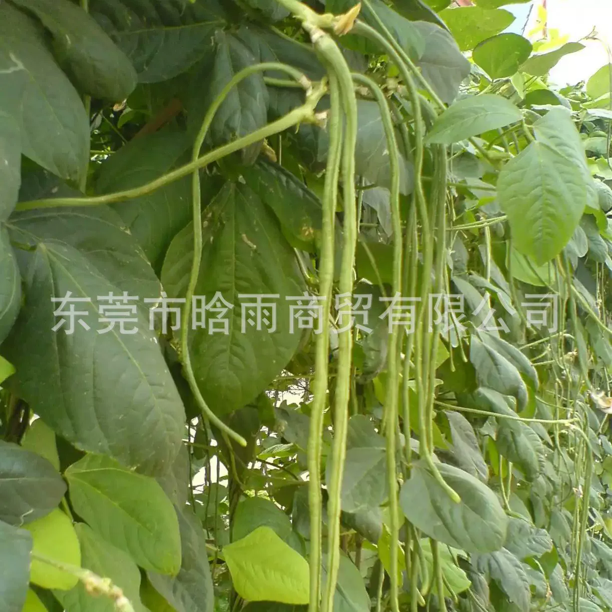 Семена длиннозерных бобов, рассада, бобы, зеленая фасоль, семена овощей, полный сбор семян бобов, рассада, бобы, безрамные бобы, фасоль