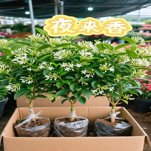 ҹ�������ԝ����ͻ���ҹ��������ļ��＾�_��ֲ��������ļ�����