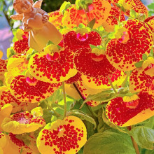 ѰNӻɫļ׷N̨ͥ҃ԻݰܷNӻN