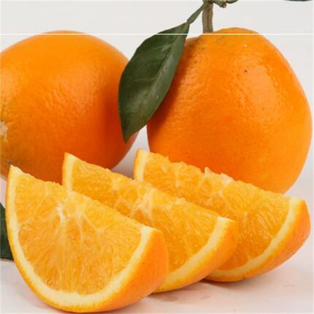 Оранжевое дерево Рассада Фруктовое дерево Ганнан Пупок Оранжевый Красный Сердце Ледяной сахар Оранжевые плоды года