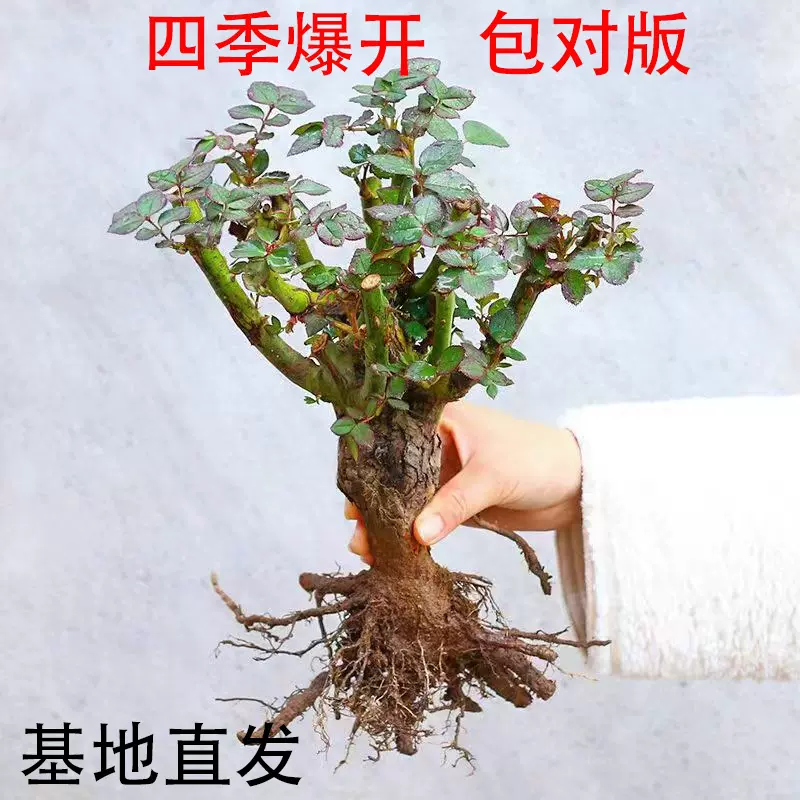 带苞发芽云南直发玫瑰老桩苗大花月四季开花阳台易活耐寒花卉跨境