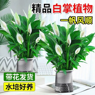һ���L혰��������k���҃ȾGֲ�ļ��׻���B���Gˮ��ֲ��t�ƻ���