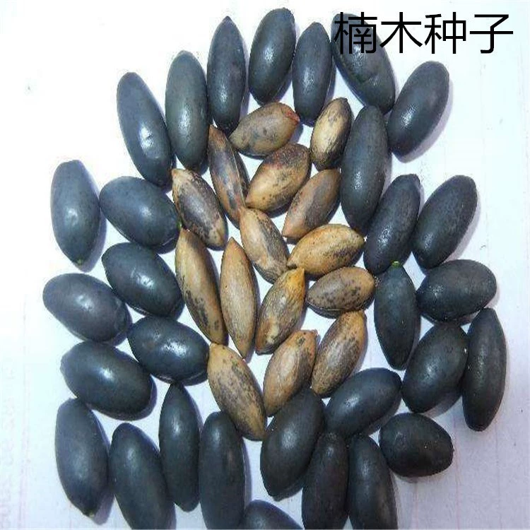 Массовые семена Фиби в золотой оправе 2022 Растительность Сычуань Мелколистовые семена Фиби в золотой оправе Мелколистные семена Фиби