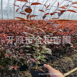 �t�~���������Ա��煲���G�h��֦�t�~�����Ǥ��С��t�~�����