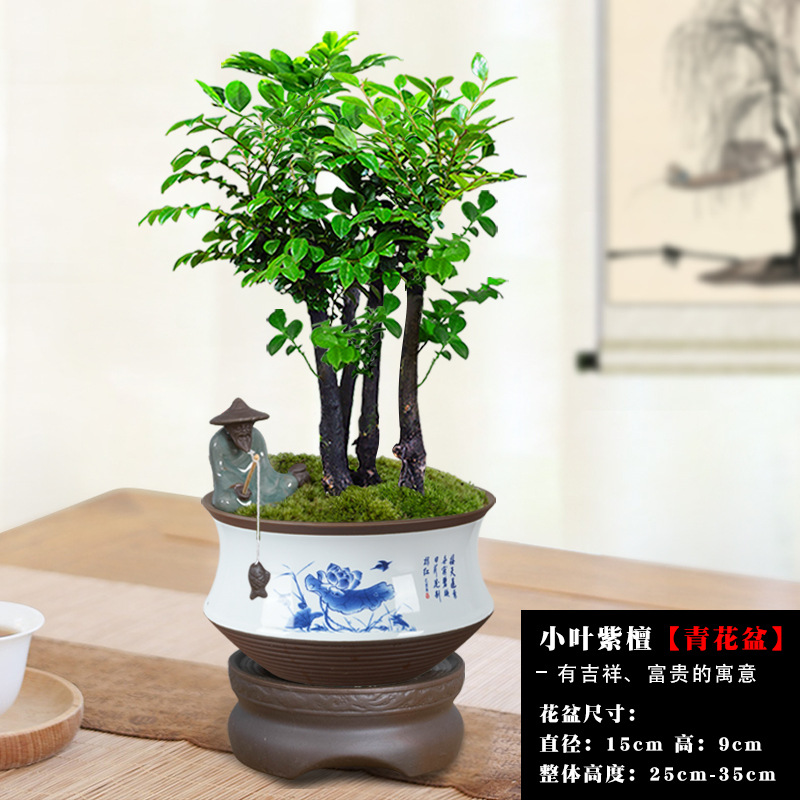 [게으른 사람들을 위한 10일 무물주기 메인 사진] 여러 개의 붉은 백단향 + 파란색과 흰색 화분 + 보라색 모래 저수기 베이스 / 무료 어부