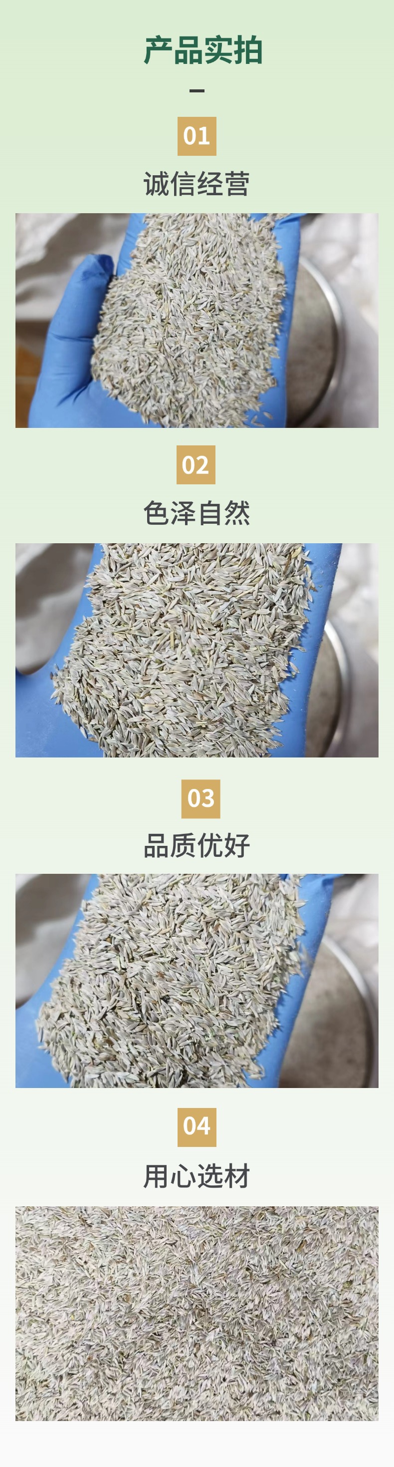 Raw Lettuce Seeds Sheng Cai Zi 500g Natural Edible Seed for Sprouting and Culinary Use specifications
