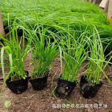 ���ݻ������l�ݻ���β�� ������G����β�� �o�¾G���^�p��