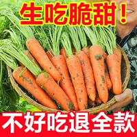 Песчаная морковь свежая 10 кг свежая хрустящая сладкая фруктовая редька мороженое редька Роб