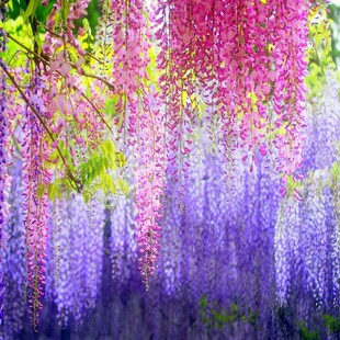 ���ٷN�Ӷ໨���ٷN�����Ե��Ԙ�������ֲ�ﴹ�����N����ľ�N����