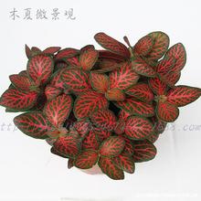 ֱlHFСWy80) ̦\ֲWy