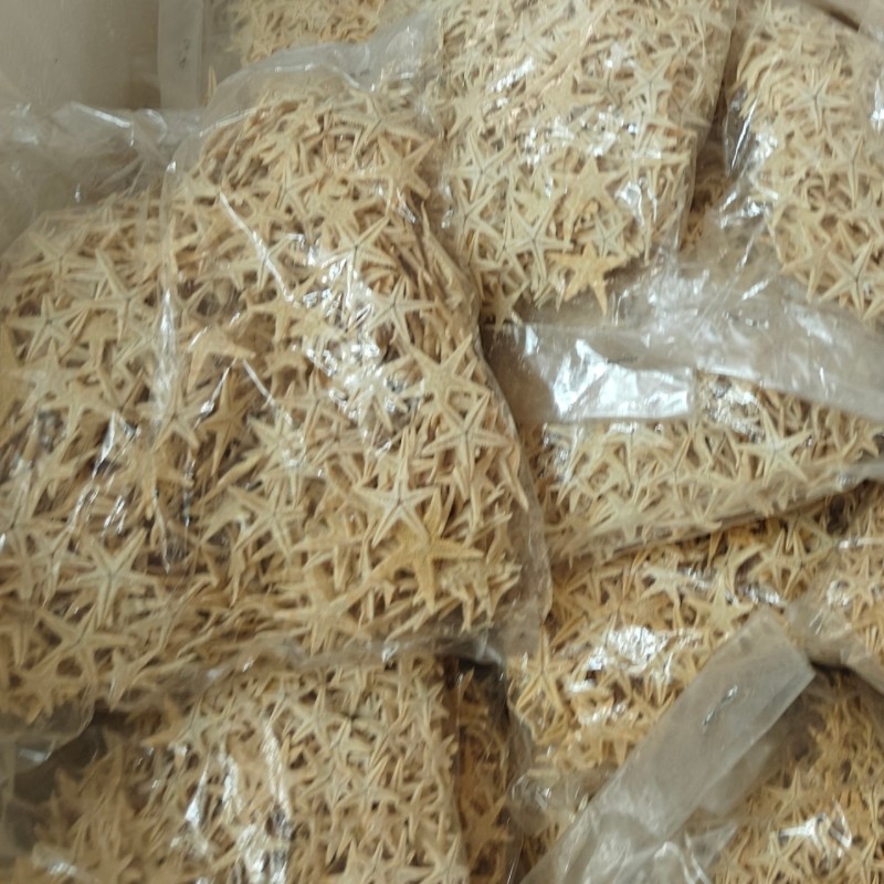 天然海螺贝壳迷您小海星标本家居微景观装饰手工艺品配件批发