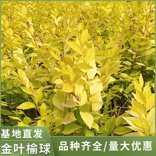 �^���߷�֦���~������ͥԺ�G���L������o����~�ܘ�����o�¾G��