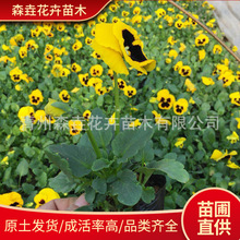 ��ɫ�� ��ɫ���� ���������ͺ�������ɫ�� ���̾G����ľ��ɫ��